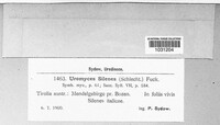 Uromyces silenes image
